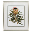 Large Picture Frames - 26" X 30" Aged Silver Frame Antique Protea Vi