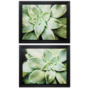 Hanging Picture Frames - 23" X 19" Black Frame Spring Succulent (Set of 2)