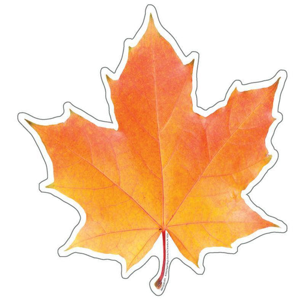 (6 PK) PHOTO LEAF PAPER CUT-OUTS-Learning Materials-JadeMoghul Inc.
