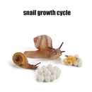 Animal Life Cycle Board Children Toys Montessori Teaching Aids Plant Animal Growth Cycle Model Set preschool cognitive Toys