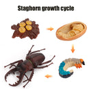 Animal Life Cycle Board Children Toys Montessori Teaching Aids Plant Animal Growth Cycle Model Set preschool cognitive Toys