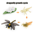 Animal Life Cycle Board Children Toys Montessori Teaching Aids Plant Animal Growth Cycle Model Set preschool cognitive Toys