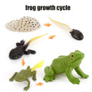 Animal Life Cycle Board Children Toys Montessori Teaching Aids Plant Animal Growth Cycle Model Set preschool cognitive Toys