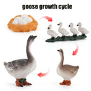 Animal Life Cycle Board Children Toys Montessori Teaching Aids Plant Animal Growth Cycle Model Set preschool cognitive Toys