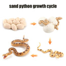 Animal Life Cycle Board Children Toys Montessori Teaching Aids Plant Animal Growth Cycle Model Set preschool cognitive Toys