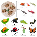 Animal Life Cycle Board Children Toys Montessori Teaching Aids Plant Animal Growth Cycle Model Set preschool cognitive Toys