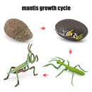 Animal Life Cycle Board Children Toys Montessori Teaching Aids Plant Animal Growth Cycle Model Set preschool cognitive Toys