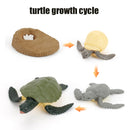 Animal Life Cycle Board Children Toys Montessori Teaching Aids Plant Animal Growth Cycle Model Set preschool cognitive Toys