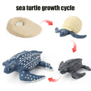Animal Life Cycle Board Children Toys Montessori Teaching Aids Plant Animal Growth Cycle Model Set preschool cognitive Toys