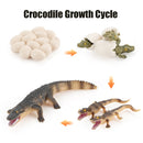 Animal Life Cycle Board Children Toys Montessori Teaching Aids Plant Animal Growth Cycle Model Set preschool cognitive Toys