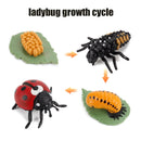 Animal Life Cycle Board Children Toys Montessori Teaching Aids Plant Animal Growth Cycle Model Set preschool cognitive Toys