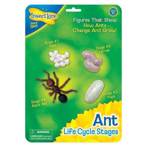 ANT LIFE CYCLE STAGES-Toys & Games-JadeMoghul Inc.