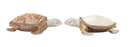 Attractive Polystyrene Turtle 2 Assorted-Decorative Objects and Figurines-Multi-Resin-Matte-JadeMoghul Inc.