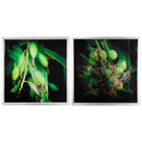 Botanical Photography Cotton Canvas Wall Art , Green, Set of 2,-Paintings-Green-MDF GLASS PP PAPER-JadeMoghul Inc.