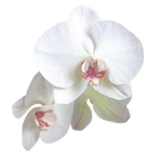 Classic Orchid Die-cut Sticker Plum (Pack of 1)-Wedding Favor Stationery-Plum-JadeMoghul Inc.