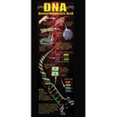 DNA COLOSSAL POSTER-Learning Materials-JadeMoghul Inc.