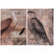 Exotic Birds Prints - Set Of 2-Fine Art Prints-Multi Color-Wood-JadeMoghul Inc.
