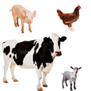FARM ANIMALS PHOTOGRAPHIC STICKERS-Learning Materials-JadeMoghul Inc.
