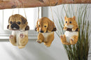 Living Room Decor Swinging Kitty Decor