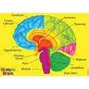 HUMAN BODY FOAM MANIPULATIVES BRAIN-Supplies-JadeMoghul Inc.