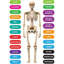 HUMAN BODY FOAM MANIPULATIVES-Supplies-JadeMoghul Inc.