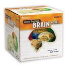 HUMAN BRAIN CROSSSECTION MODEL-Learning Materials-JadeMoghul Inc.