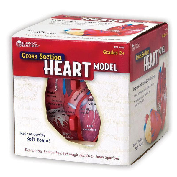 HUMAN HEART CROSSSECTION MODEL-Learning Materials-JadeMoghul Inc.