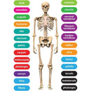MAGNETIC HUMAN SKELETON 8X11 26PC-Supplies-JadeMoghul Inc.