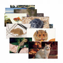 PETS 14 POSTER CARDS-Learning Materials-JadeMoghul Inc.