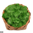 20g High Quality Artificial Moss Immortal Moss Simulation Green Plant Grass Home Decorative Wall DIY Micro Landscape Accessories