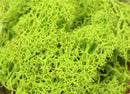 20g Artificial plant eternal life moss / Garden home decoration wall DIY Flower material Mini Garden Micro Landscape Accessories