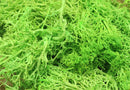 20g Artificial plant eternal life moss / Garden home decoration wall DIY Flower material Mini Garden Micro Landscape Accessories