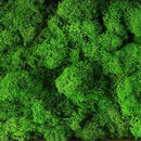 20g Artificial plant eternal life moss / Garden home decoration wall DIY Flower material Mini Garden Micro Landscape Accessories
