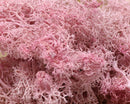 20g Artificial plant eternal life moss / Garden home decoration wall DIY Flower material Mini Garden Micro Landscape Accessories