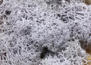 20g Artificial plant eternal life moss / Garden home decoration wall DIY Flower material Mini Garden Micro Landscape Accessories