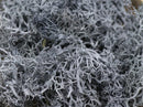 20g Artificial plant eternal life moss / Garden home decoration wall DIY Flower material Mini Garden Micro Landscape Accessories
