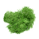 20/40g Artificial Green Plants Eternal Life Moss Grass Home Living Room Garden Decoration Mini Landscape Fake Flower DIY Crafts