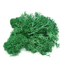 20/40g Artificial Green Plants Eternal Life Moss Grass Home Living Room Garden Decoration Mini Landscape Fake Flower DIY Crafts