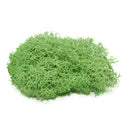 20/40g Artificial Green Plants Eternal Life Moss Grass Home Living Room Garden Decoration Mini Landscape Fake Flower DIY Crafts