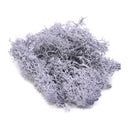 20/40g Artificial Green Plants Eternal Life Moss Grass Home Living Room Garden Decoration Mini Landscape Fake Flower DIY Crafts