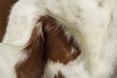 Rugs Brown Rug - 72" x 84" White and Brown, Cowhide - Rug HomeRoots