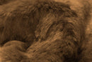 Rugs Cow Skin Rug - 24" x 36" x 1.5" Chestnut, Sheepskin, Single Short-Haired - Area Rug HomeRoots