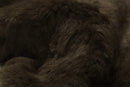 Rugs Cow Skin Rug - 24" x 36" x 1.5" x 2" Rusty Brisa Sheepskin Single Short-Haired - Area Rug HomeRoots