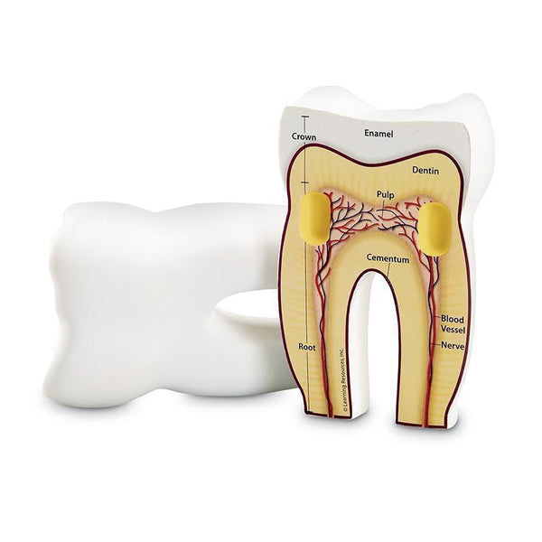 TOOTH CROSS-SECTION MODEL-Learning Materials-JadeMoghul Inc.