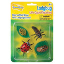 (2 EA) LADYBUG LIFE CYCLE STAGES-Toys & Games-JadeMoghul Inc.