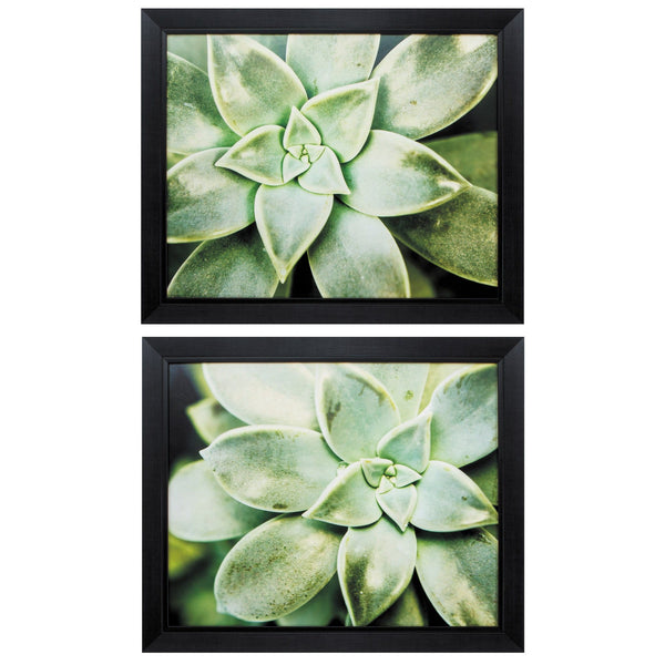 Hanging Picture Frames - 23" X 19" Black Frame Spring Succulent (Set of 2)