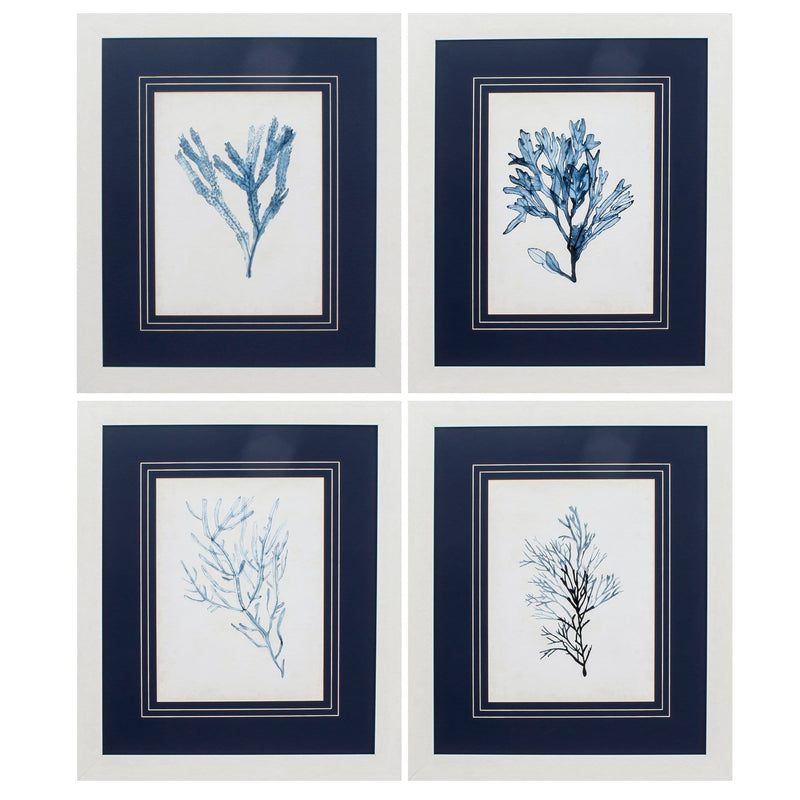 Picture Frame Set - 23" X 27" White Frame Seaweed Specimens (Set of 4)