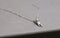 925 Sterling Silver  Cute cat Necklaces &amp; Pendants For Women Fashion Lady Festival Gift Sterling-silver-jewelry
