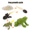 Animal Life Cycle Board Children Toys Montessori Teaching Aids Plant Animal Growth Cycle Model Set preschool cognitive Toys