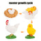 Animal Life Cycle Board Children Toys Montessori Teaching Aids Plant Animal Growth Cycle Model Set preschool cognitive Toys